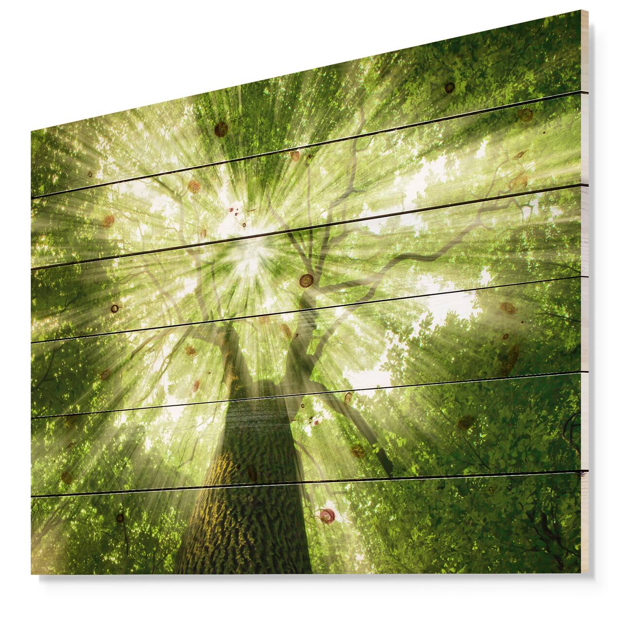 Designart - Sunlight Peeking through Green Tree - Landscape Print on Natural Pine Wood